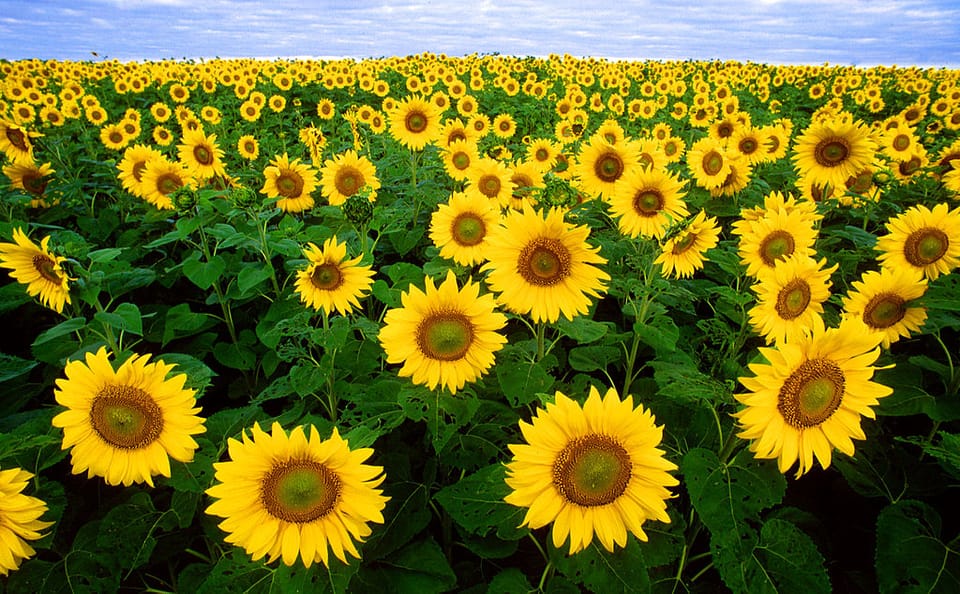 Sunflower Settings for Flagship 50, 40, 30, 20, 10 Series Axial Flows