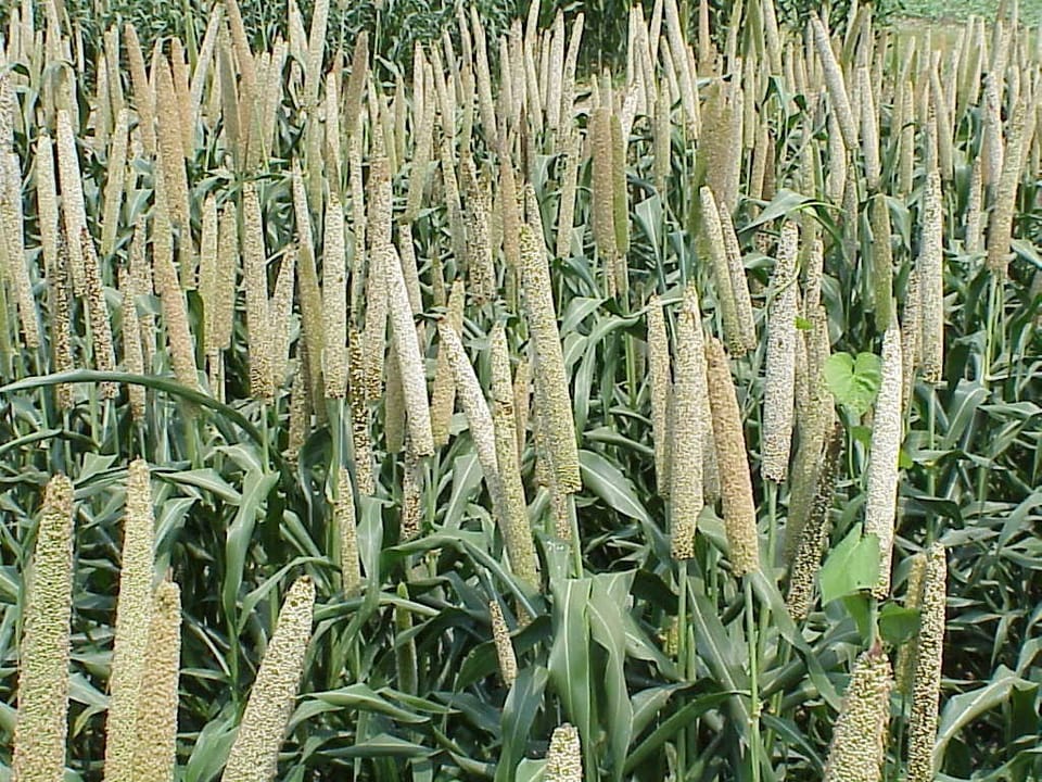 Millet Settings for Flagship 50, 40, 30, 20, 10 Series Axial Flows